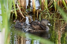 Pied-billed Grebes photographed at Miramichi Marsh by Peter M. Gadd.