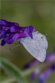 Eastern Tailed-blue, Renous.