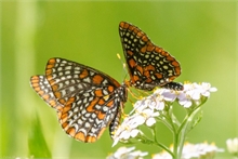 Baltimore Checkerspot, French Fort Cove.