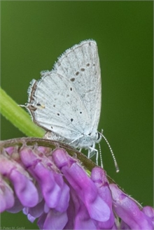 Western Tailed-blue, Whitney Power Line.
