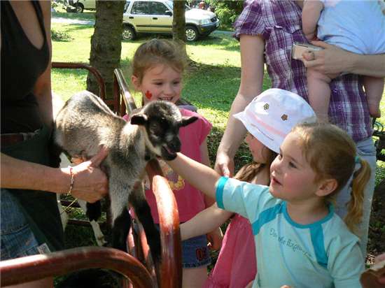 Baby goat at the petting zoo provided by Edgewood Farms, Route 420 Miramichi