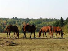Horses in Barnettville