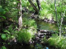 Wooded stream, Bartholomew