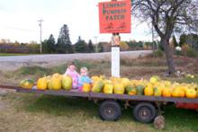 "I'll just sit here a while until I decide which 1, maybe 2 of these pumpkins I'll take home with me"