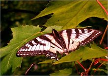 Female Monarch near French Fort Cove