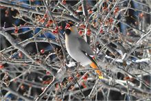 Bohemian Waxwing