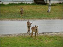 Deer crossing Williston Road
