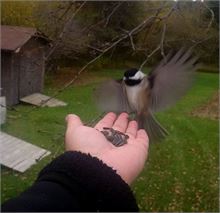 A Chickadee coming in for a landing.