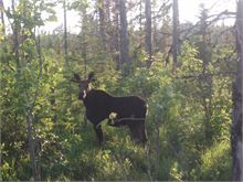 moose at the moose hole in wayerton .