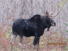 Miramichi moose