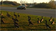 Canada Geese by Bayside Drive / Rothesay Avenue